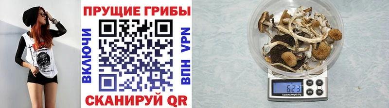 Галлюциногенные грибы GOLDEN TEACHER  Купить где  Медногорск 